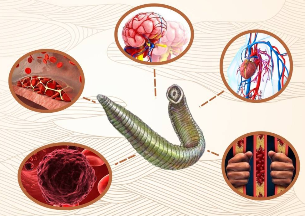 揭秘水蛭素的前世今生